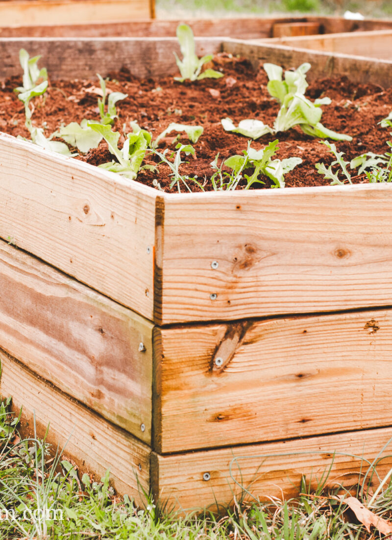 Ideas For Cheap Raised Beds