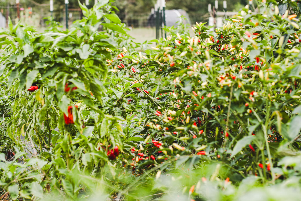 Cayenne pepper plants-gardening 