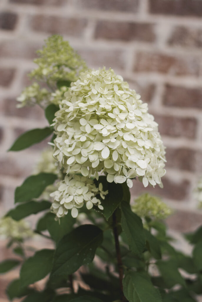 Hydrangea-gardening 