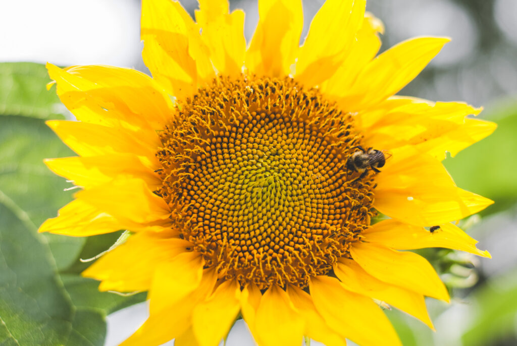 Bee on a sunflower-gardening 
