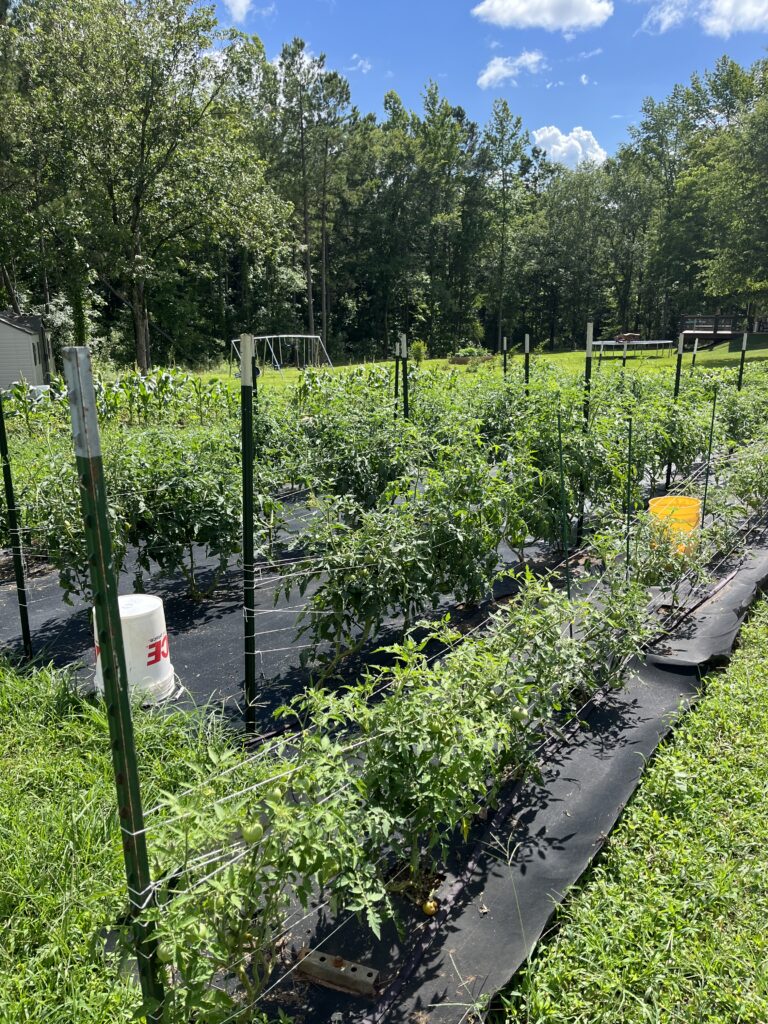 vegetable garden with various plants 