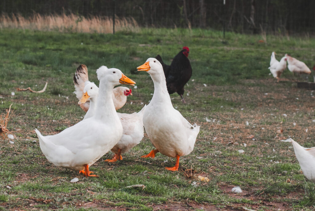 Ducks on green grass with chickens. 