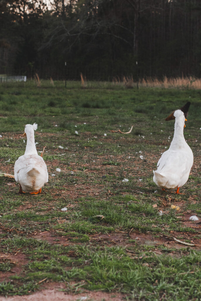 Ducks on green grass