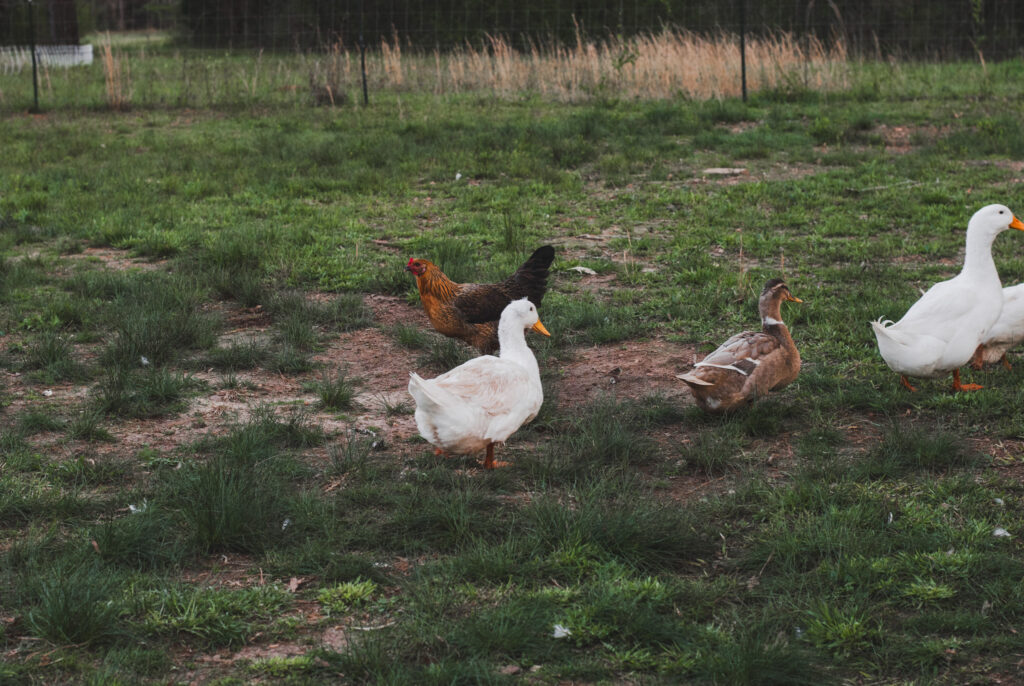 Ducks with chickens on green grass