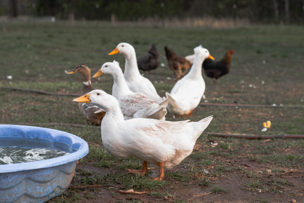 white ducks by a kiddie pool on green grass