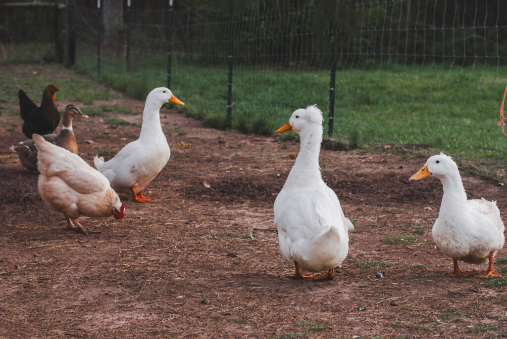 White ducks with chickens in a run