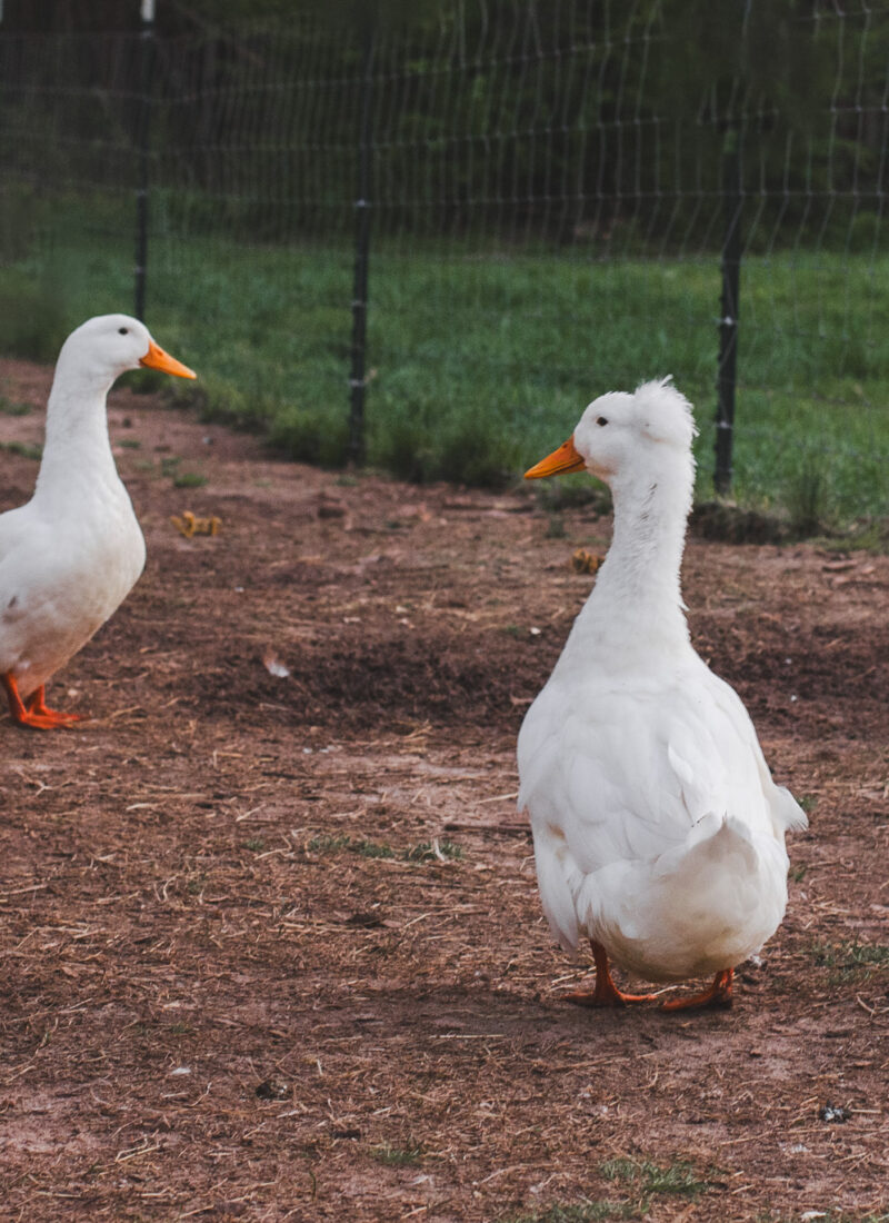 Raising Ducks On The Homestead: Benefits and Tips