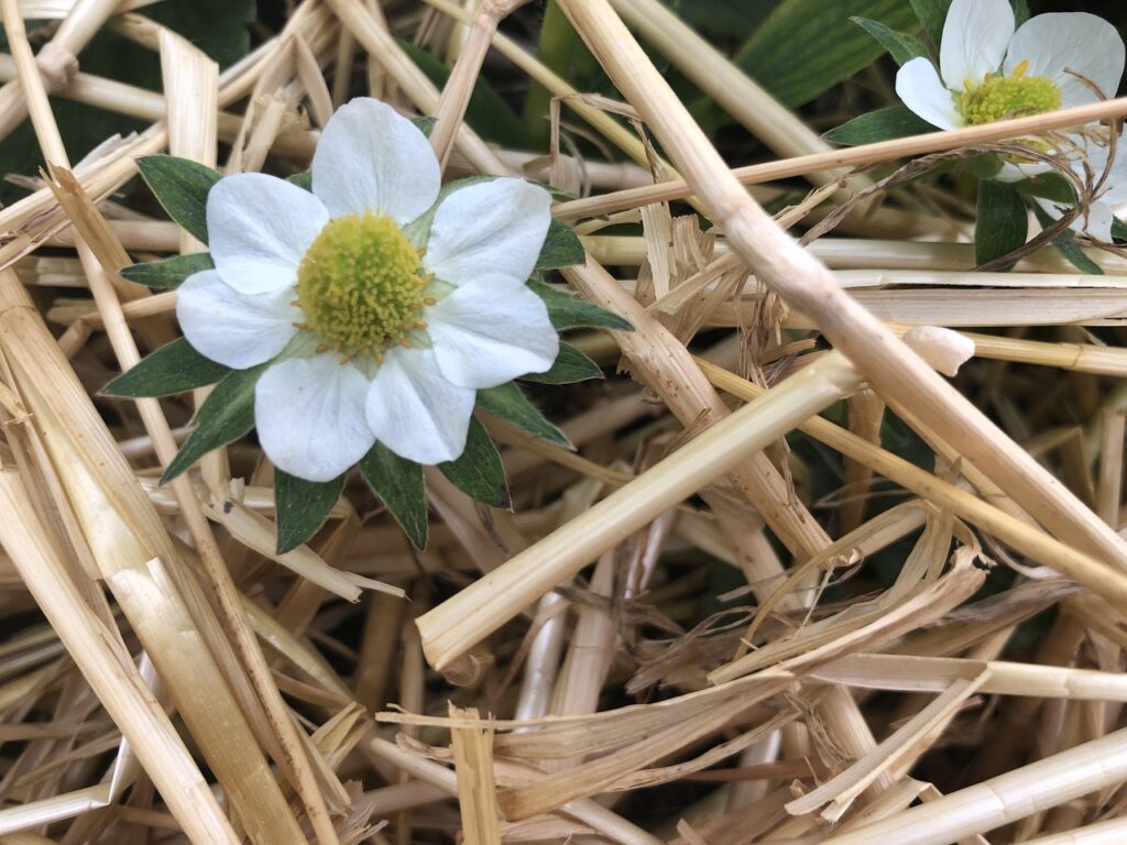 Straw with flowers poking through 