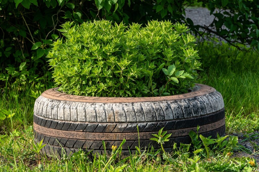 old tire with a plants in the center 