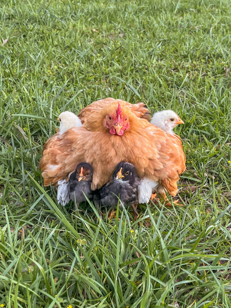 Buff hen with chicks under her wings on grass. 