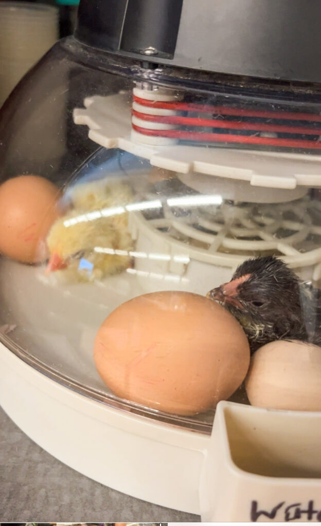 baby chicks in an incubator 