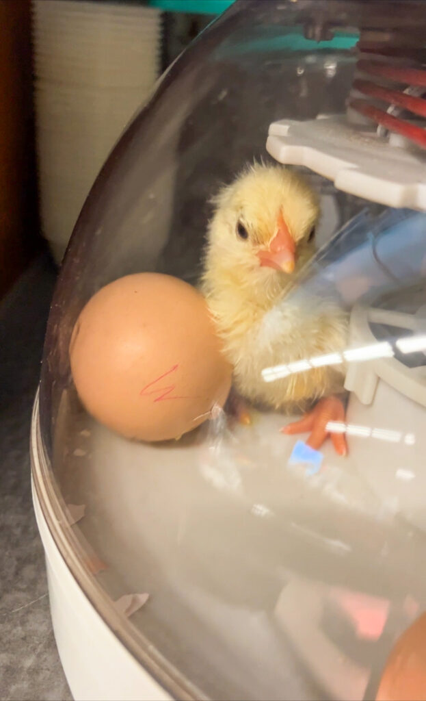 Yellow chick in incubator 