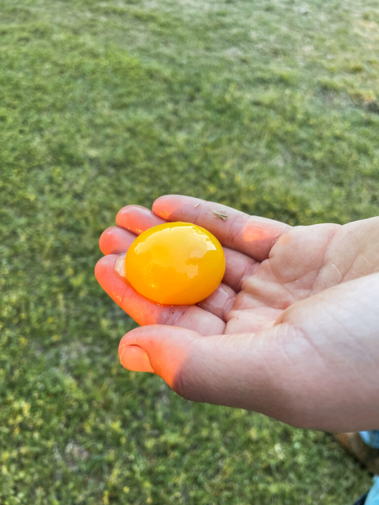 Bright yellow egg yolk 