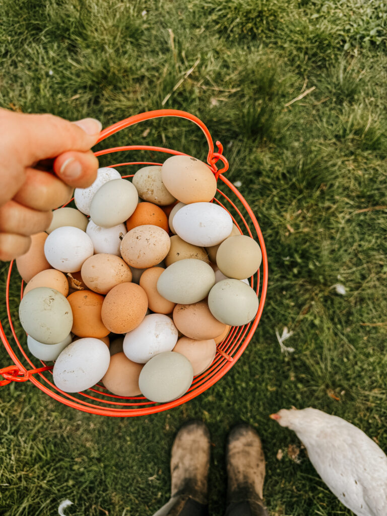 Various colored fresh eggs in an egg basket 