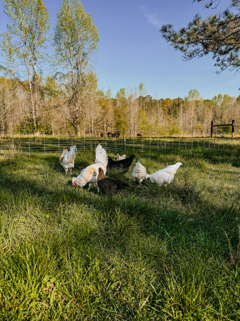 white and black chickens in a pasture 