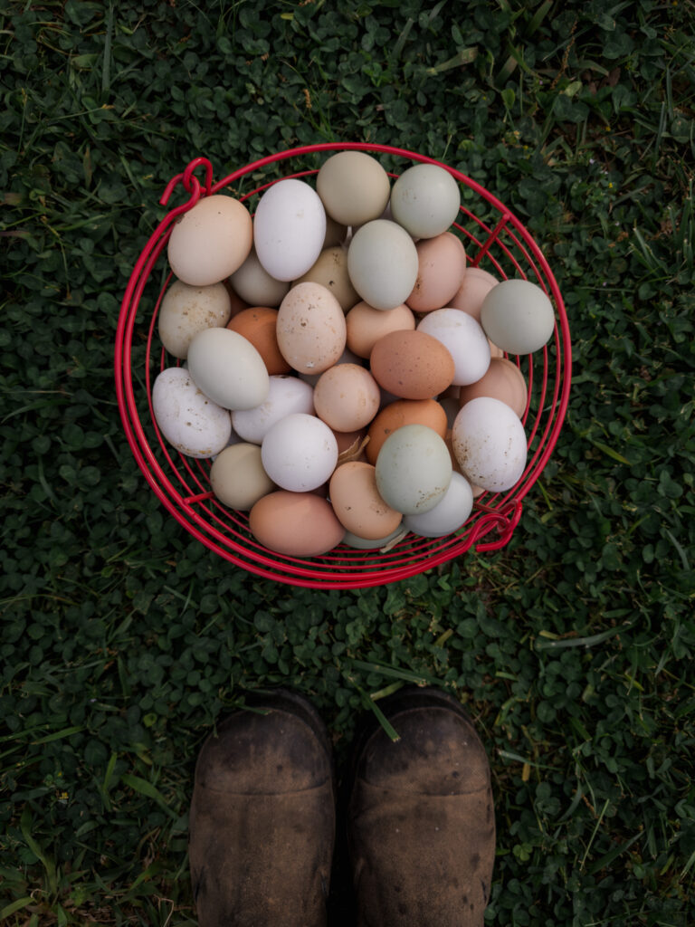 Various colored fresh eggs in an egg basket 