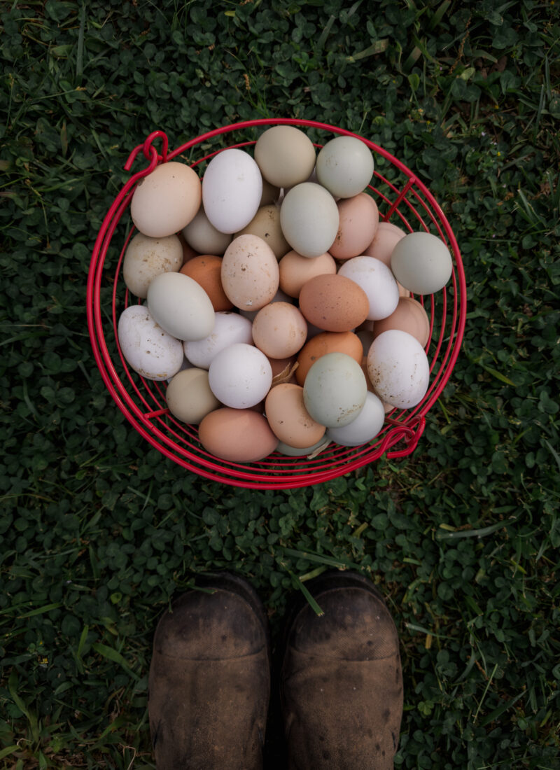 Farm-Fresh Eggs Benefits