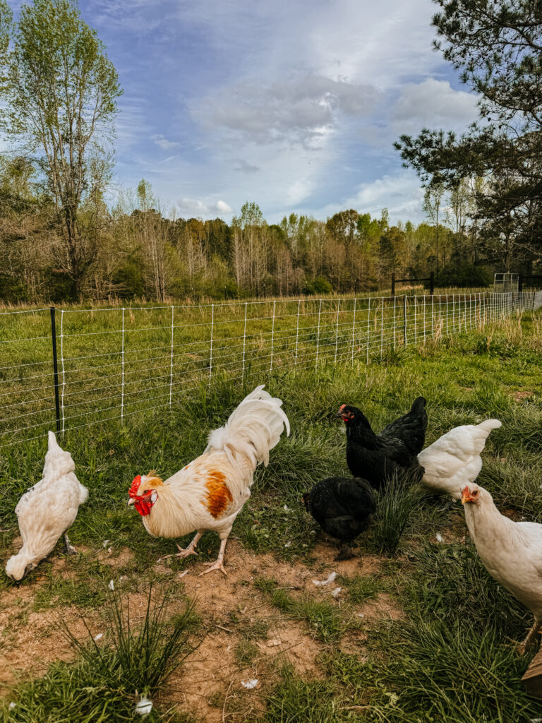 Multiple chickens in a green pasture 