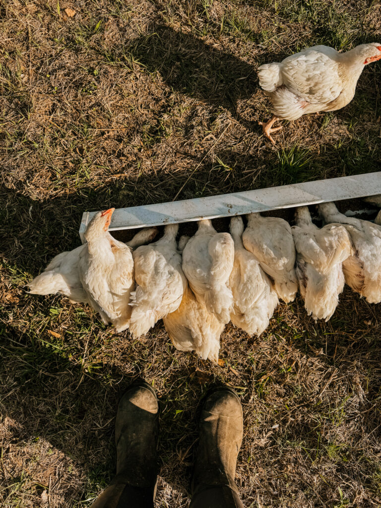 Broiler chickens eating from feeder 