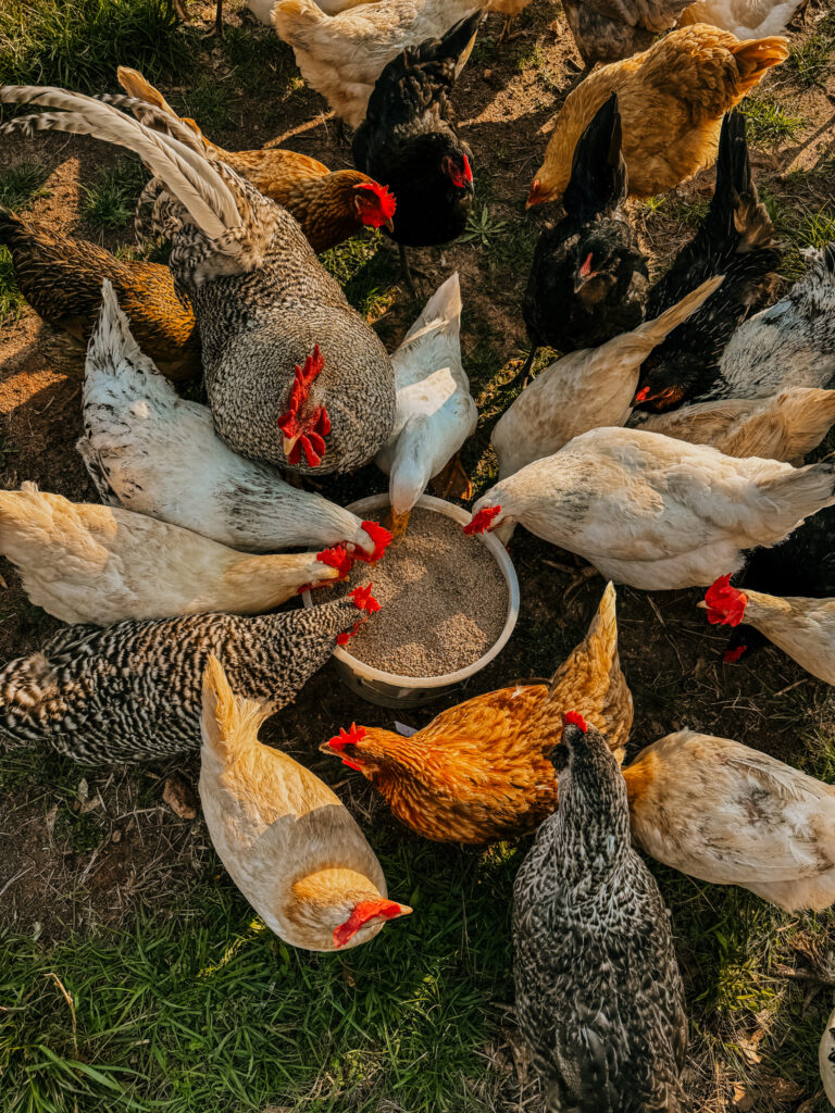 Multiple chickens eating from a feed bucket 