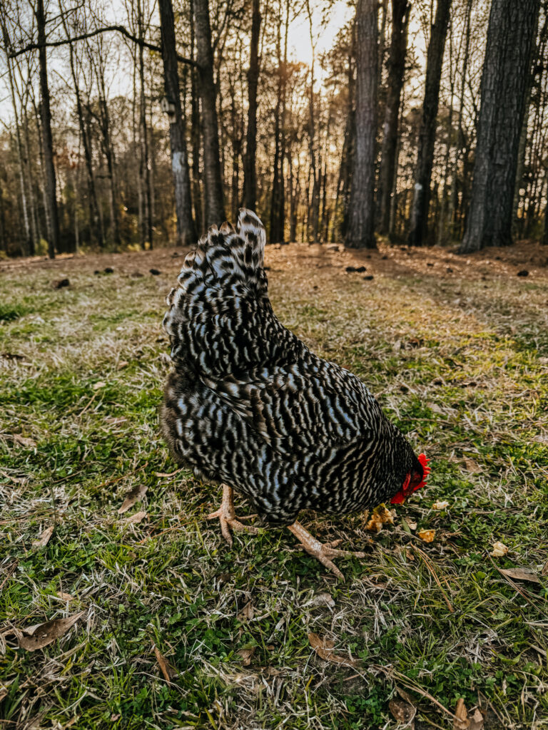 Barred rock chicken eating on grass 