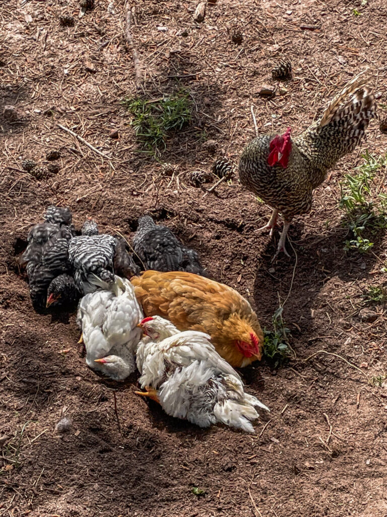 Chickens dust bathing in dirt. 