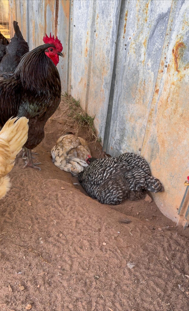 two chickens dust bathing in the dirt. 
