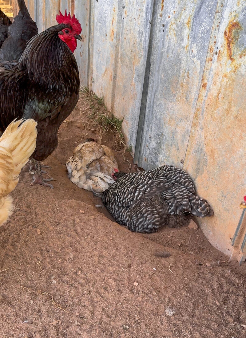 How Do Chickens Clean Themselves? Dust Bathing and Preening
