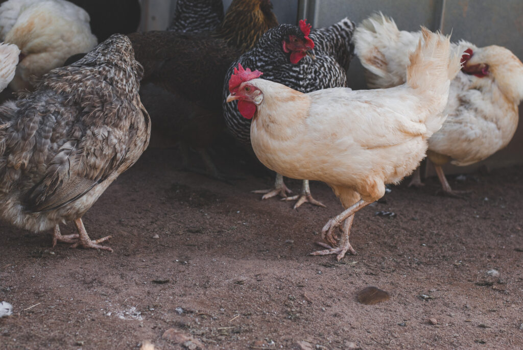 Chickens scratching bathing and preening. 