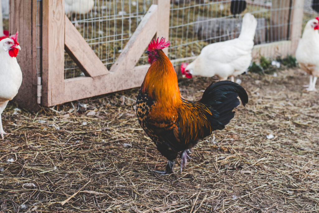 rooster standing in straw 