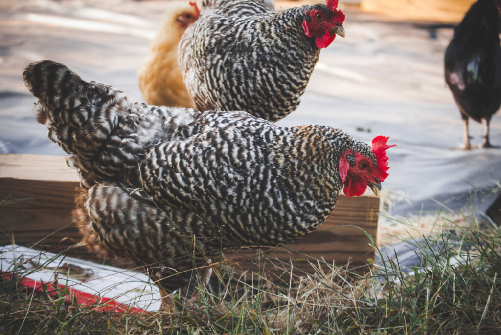 Two barred rock hens 