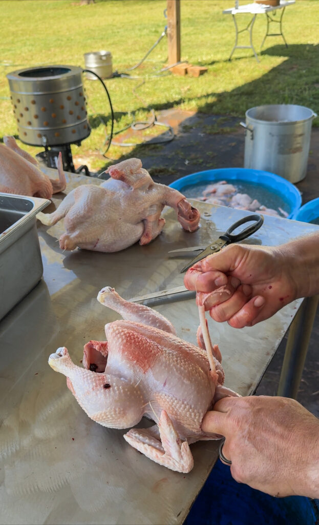 Chicken being processed 