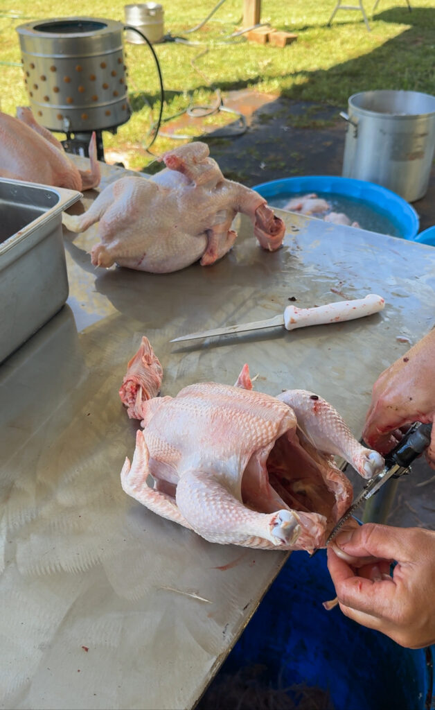 Chicken tail being removed 