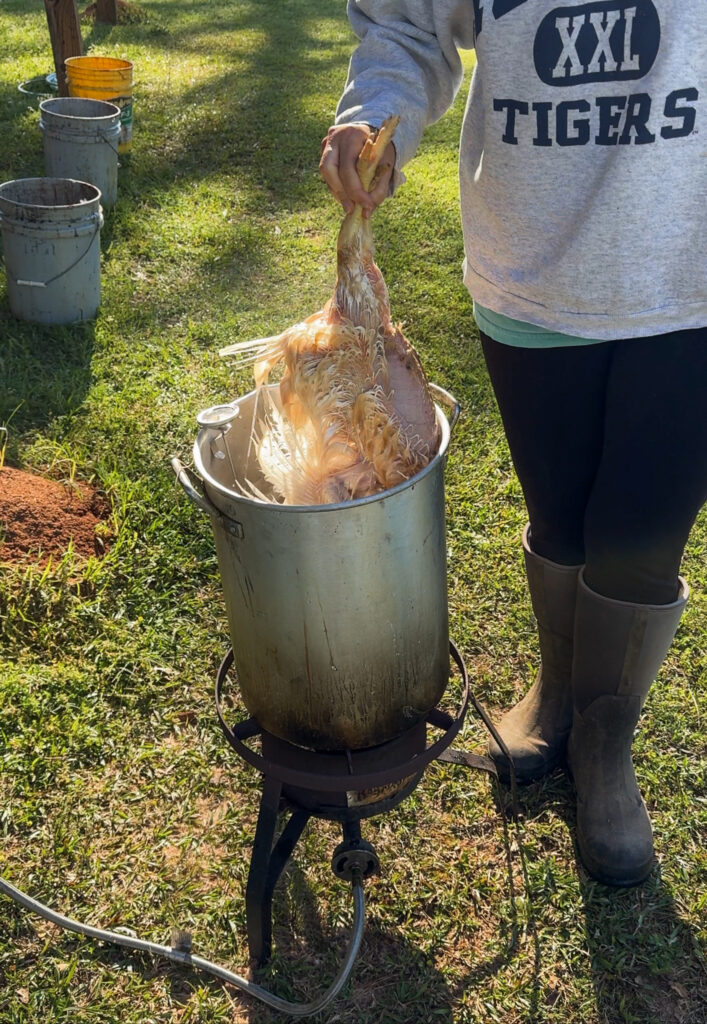 Girl holding chicken in scalding pot of water 