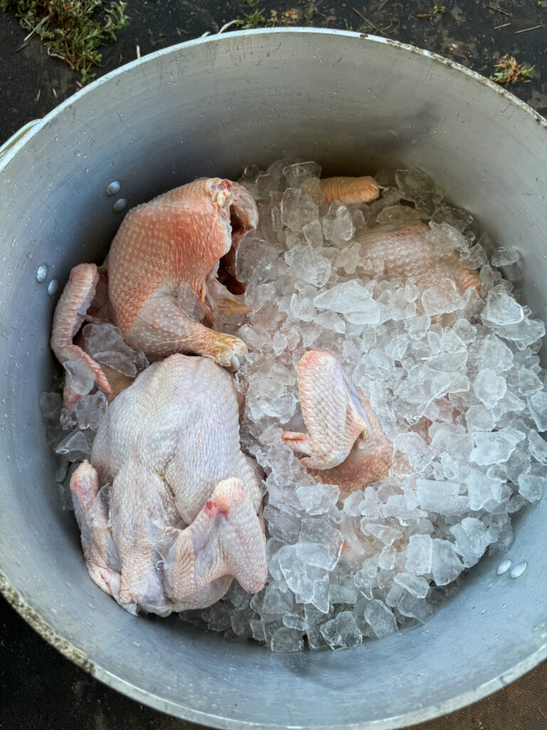 Whole chicken in pot of ice 