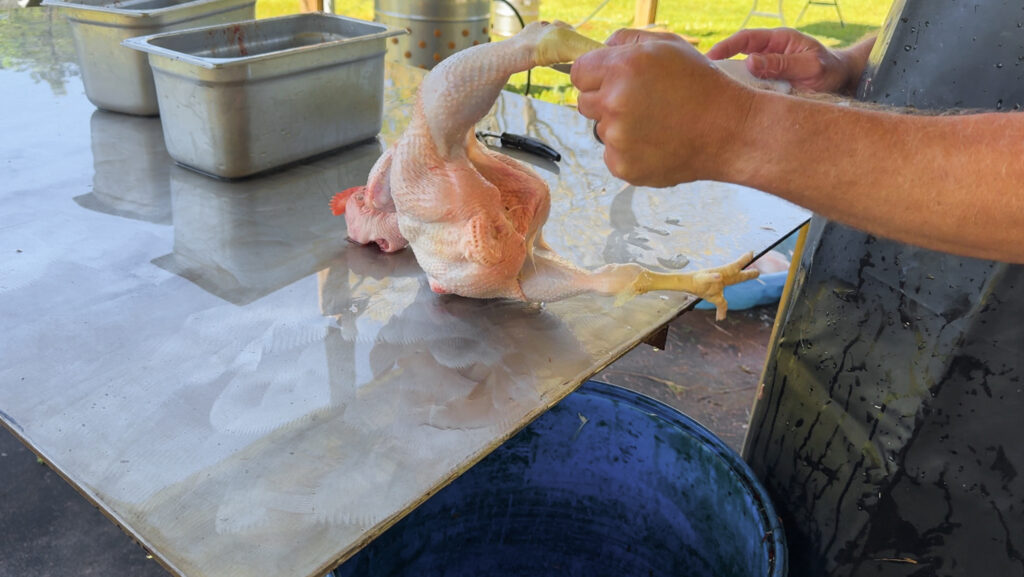 Chicken on a stainless table being processed 