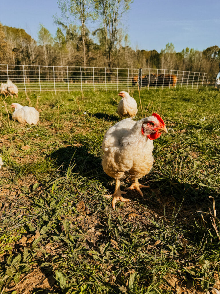 Chicken on green grass in pasture 