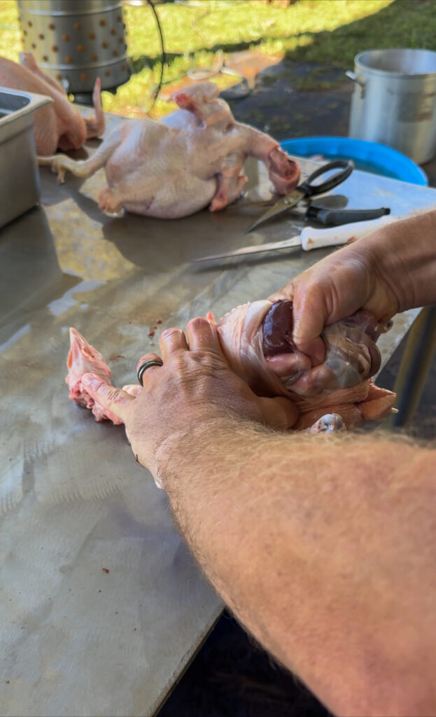 Chicken being processed 