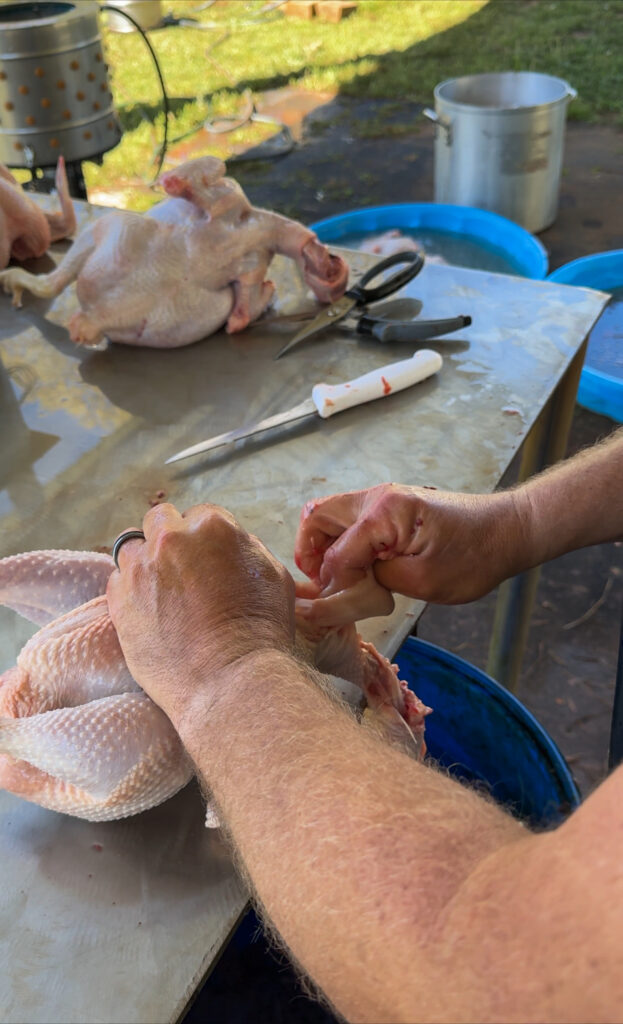 Chicken being processed