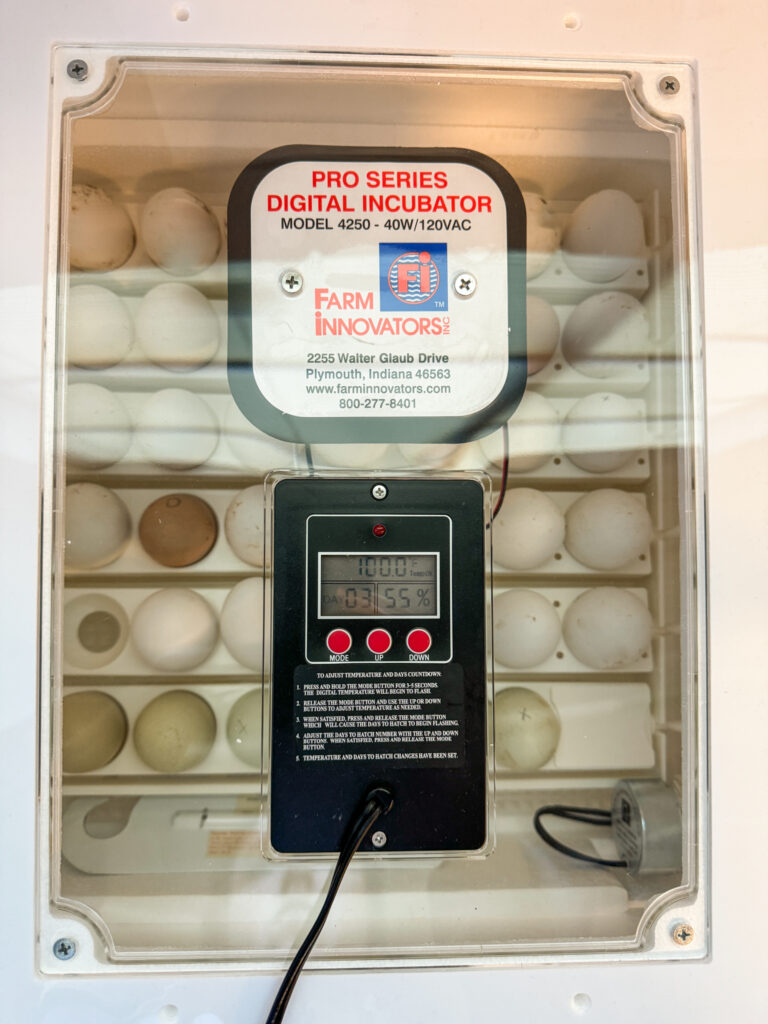 Farm innovators incubator full of chicken eggs