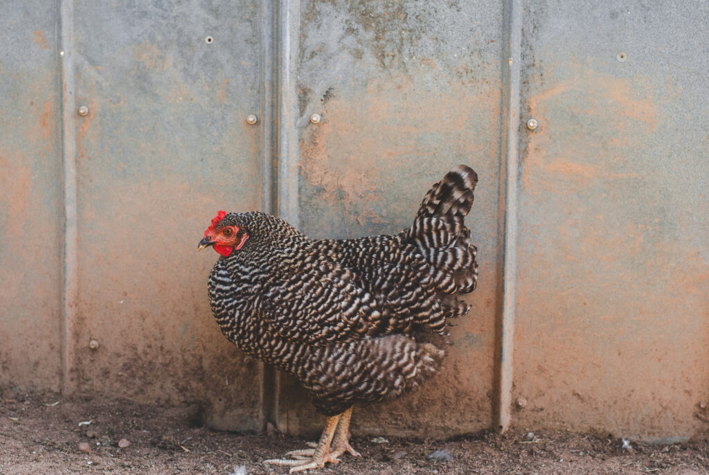 Barred Rock chicken with metal background 
