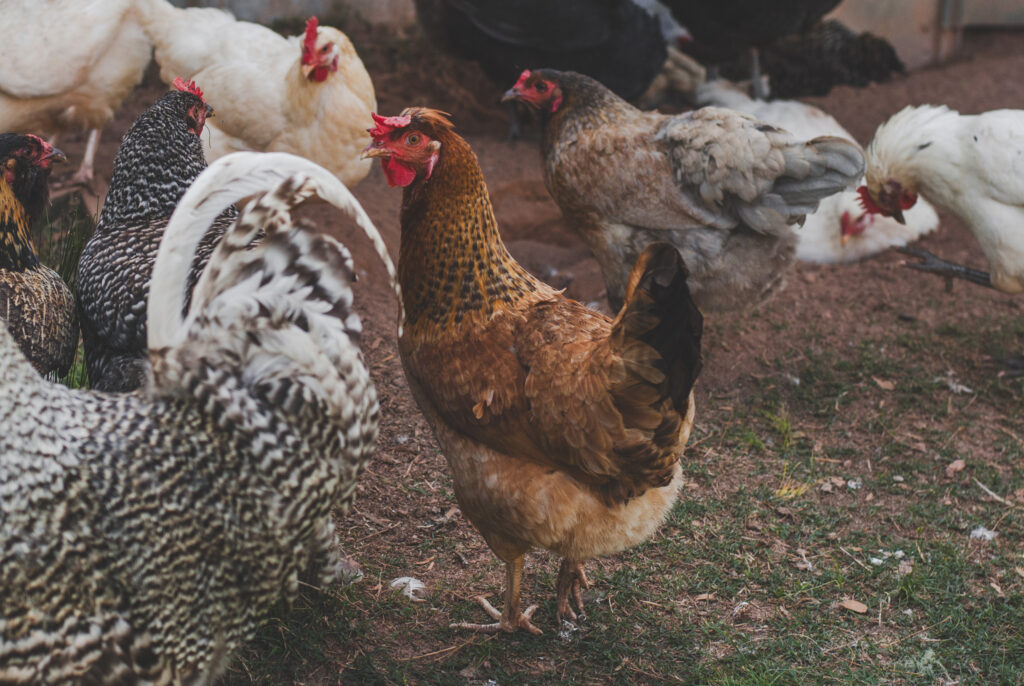 Easter Egger chicken with multiple chickens in background 