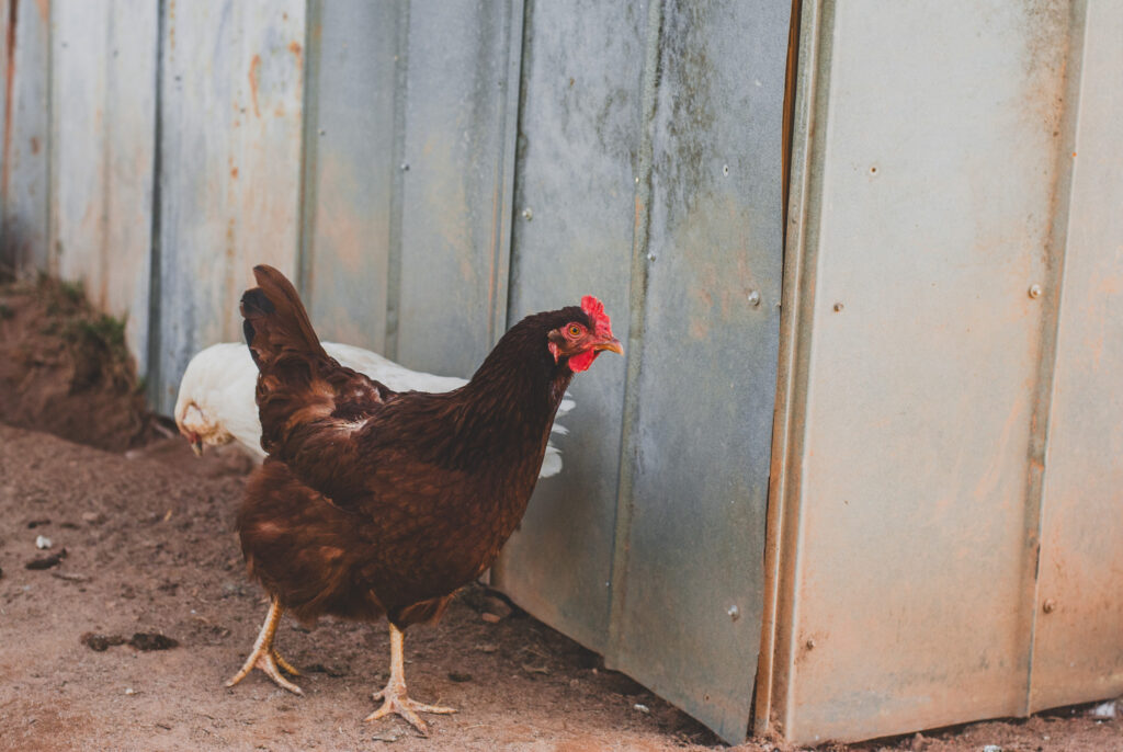 Rhode Island Red Chicken 