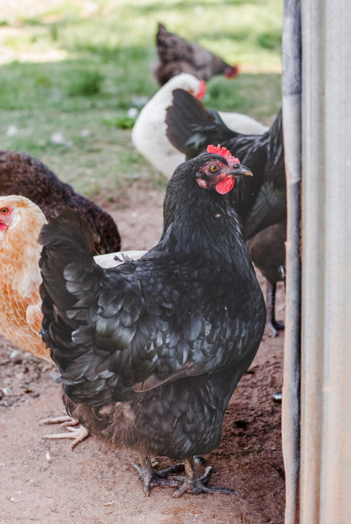 Black Australorp chicken with multiple chickens in background 