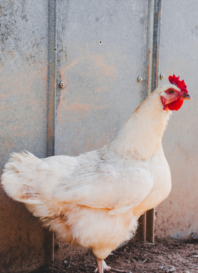What Chickens Lay Jumbo Eggs? The Best Breeds