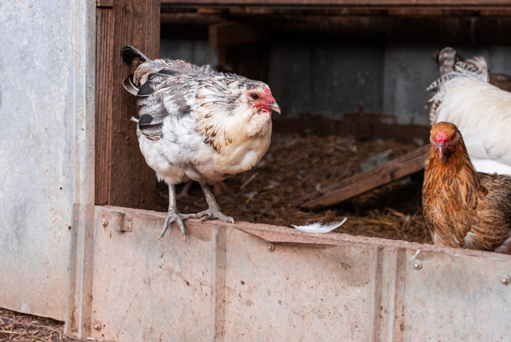 Ameraucana chicken in doorway of chicken coop. 