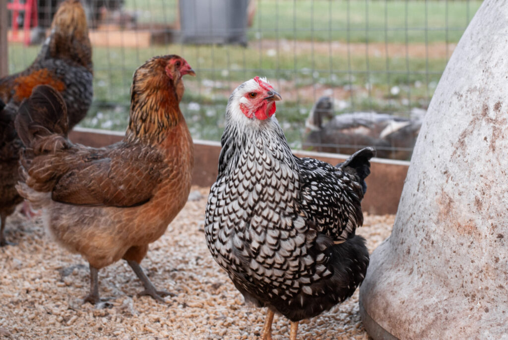 Wyandotte chicken in coop with chicken. 