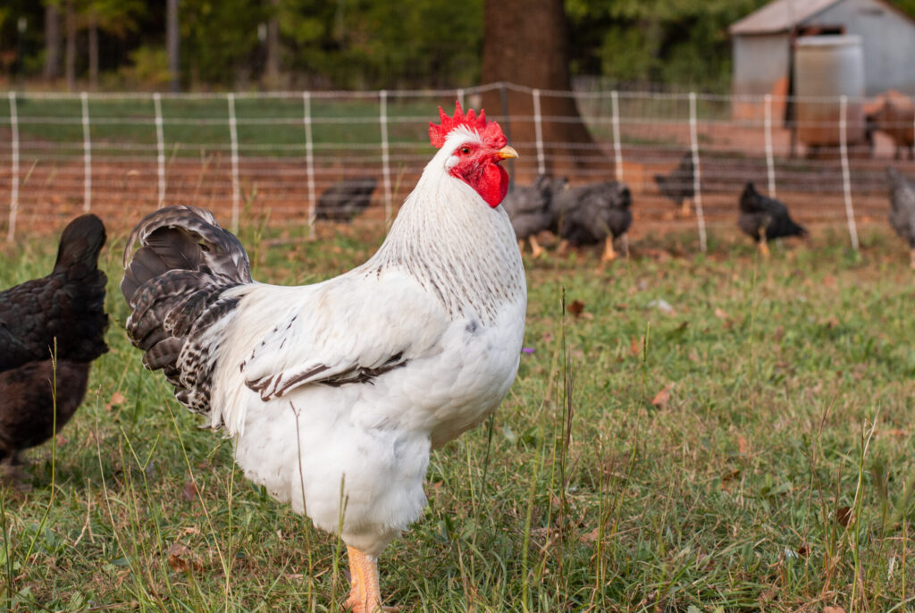 Delaware chicken on grass with chickens in background 