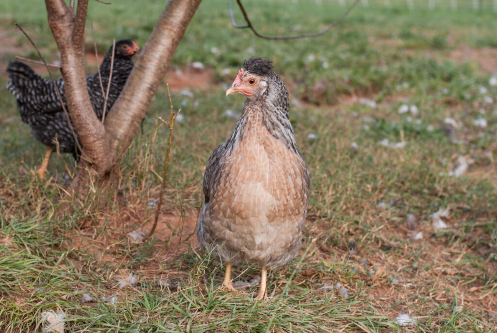 Cream Legbar chicken on grass.