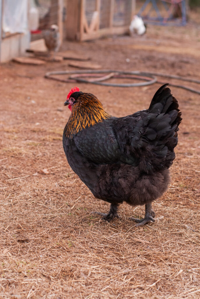 Black Copper Maran Chicken on hay in chicken yard. 